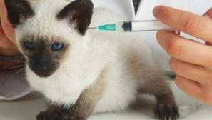 Vakcinace koťata podle věku: co a kdy dělat očkování koček